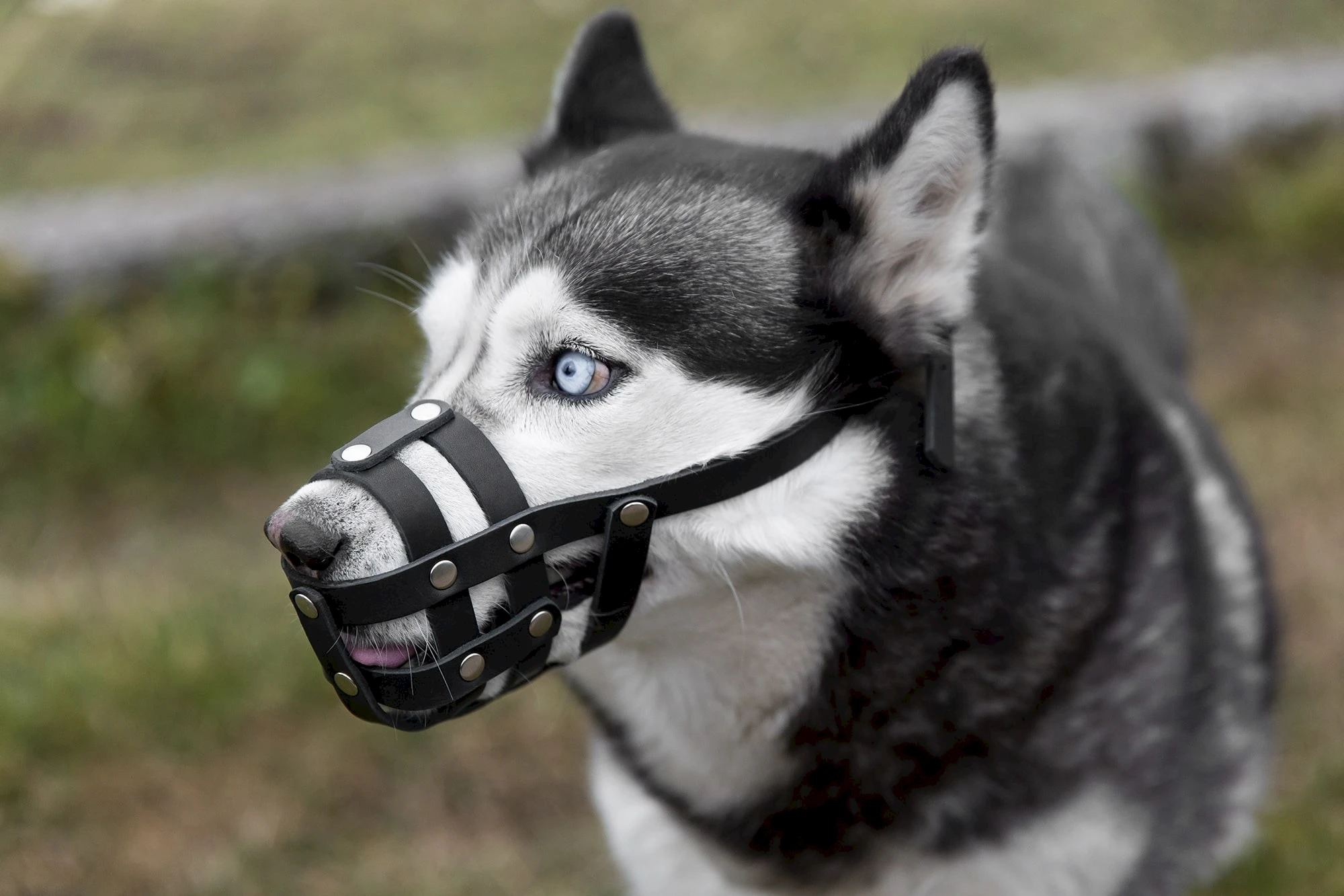 Smartengeld na hondenbeet